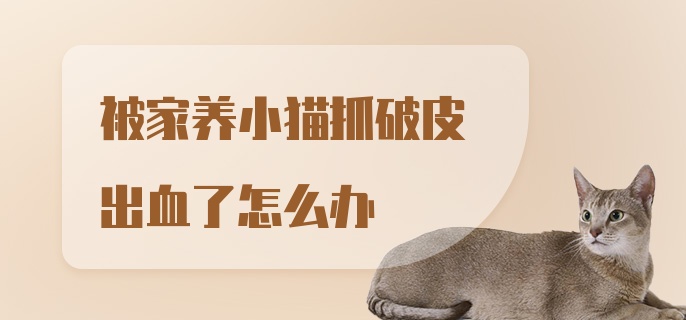 被家养小猫抓破皮出血了怎么办