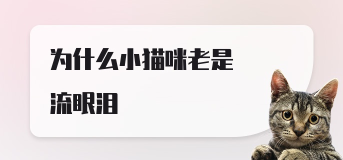 为什么小猫咪老是流眼泪