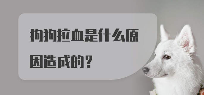 狗狗拉血是什么原因造成的？