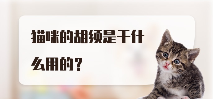 猫咪的胡须是干什么用的？