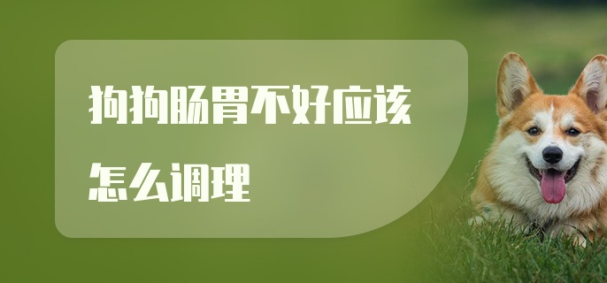 狗狗肠胃不好应该怎么调理