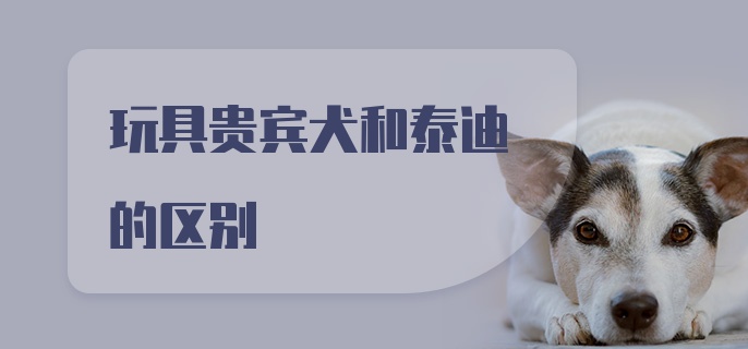 玩具贵宾犬和泰迪的区别