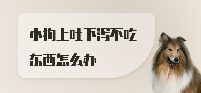 小狗上吐下泻不吃东西怎么办