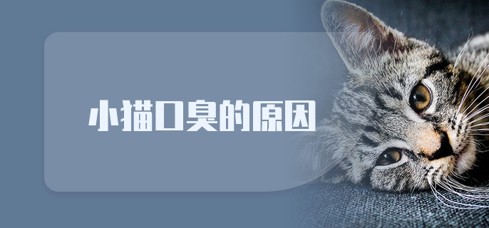 小猫口臭的原因