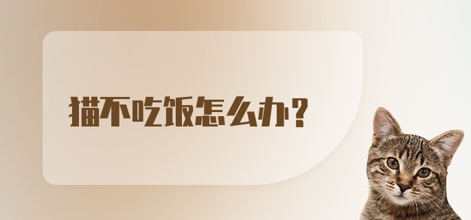 猫不吃饭怎么办?