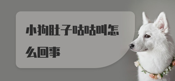 小狗肚子咕咕叫怎么回事