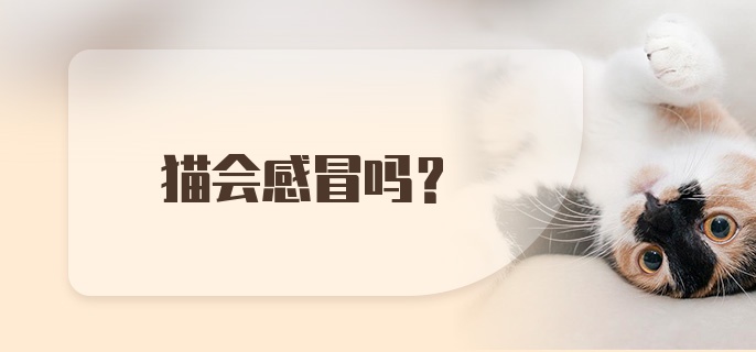 猫会感冒吗?