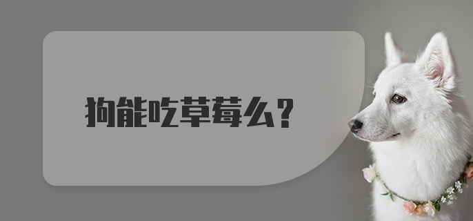 狗能吃草莓么?