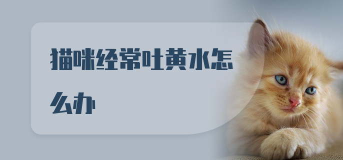 猫咪经常吐黄水怎么办