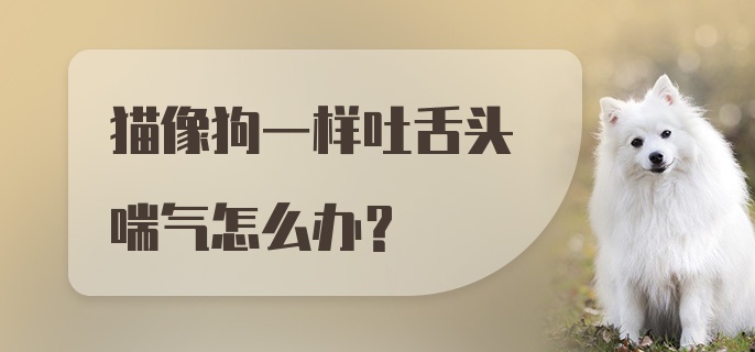 猫像狗一样吐舌头喘气怎么办？