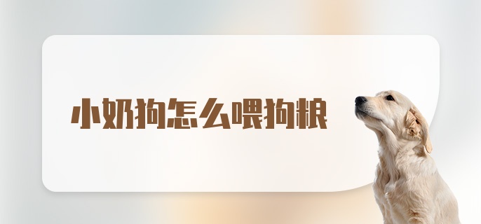 小奶狗怎么喂狗粮