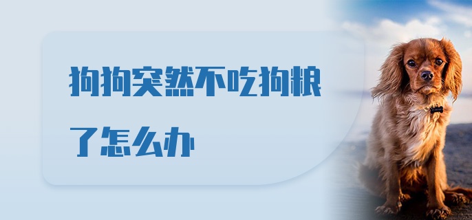 狗狗突然不吃狗粮了怎么办