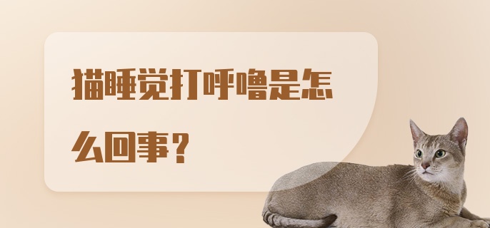 猫睡觉打呼噜是怎么回事？