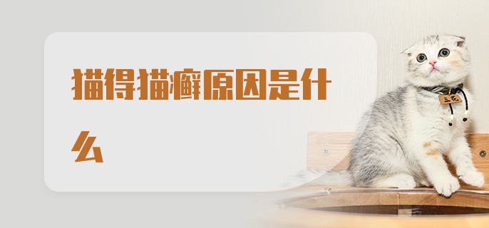 猫得猫癣原因是什么