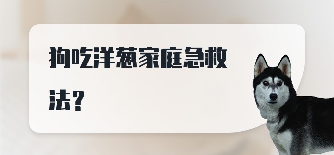 狗吃洋葱家庭急救法？