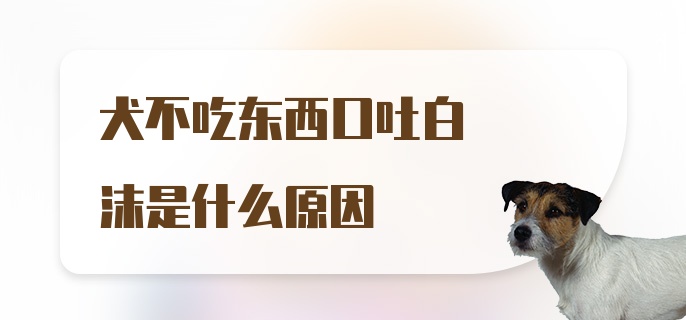 犬不吃东西口吐白沫是什么原因