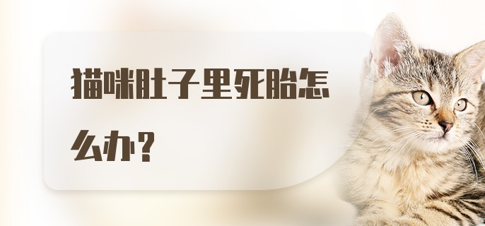 猫咪肚子里死胎怎么办？