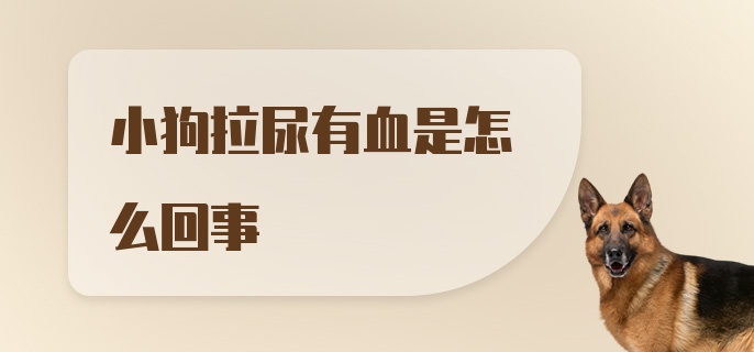 小狗拉尿有血是怎么回事