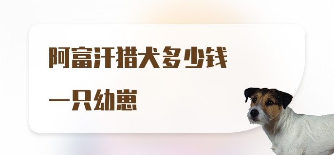 阿富汗猎犬多少钱一只幼崽