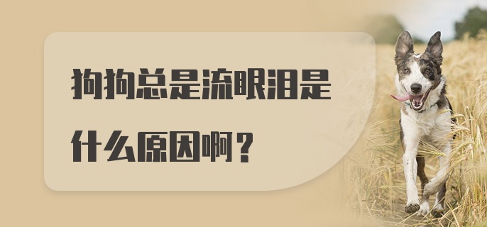 狗狗总是流眼泪是什么原因啊？