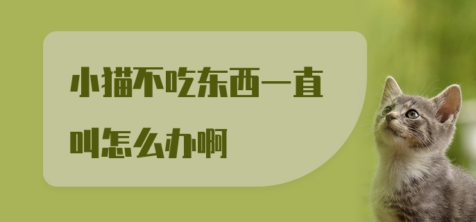 小猫不吃东西一直叫怎么办啊