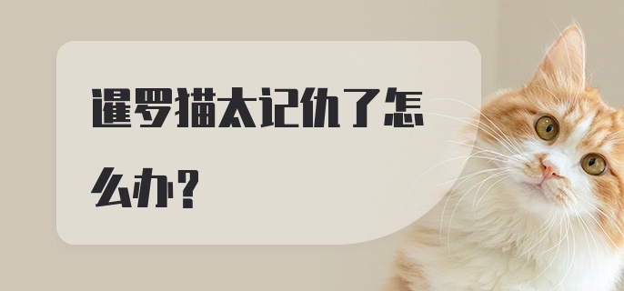 暹罗猫太记仇了怎么办？