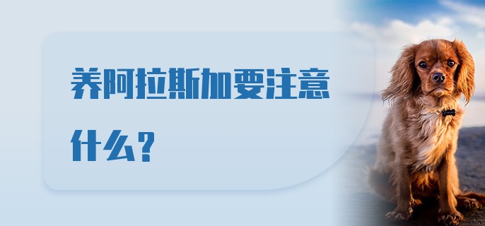 养阿拉斯加要注意什么？