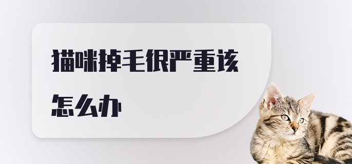 猫咪掉毛很严重该怎么办