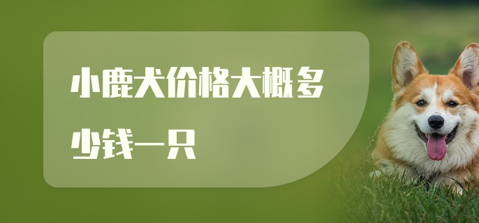 小鹿犬价格大概多少钱一只