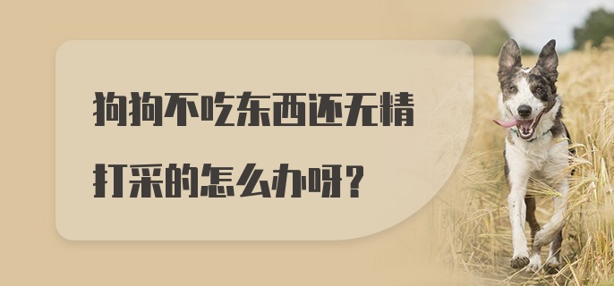 狗狗不吃东西还无精打采的怎么办呀？