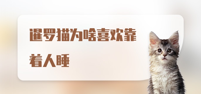 暹罗猫为啥喜欢靠着人睡