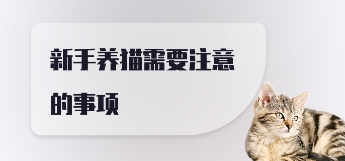 新手养猫需要注意的事项