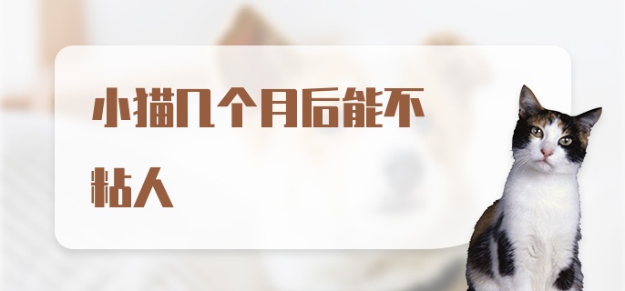 小猫几个月后能不粘人