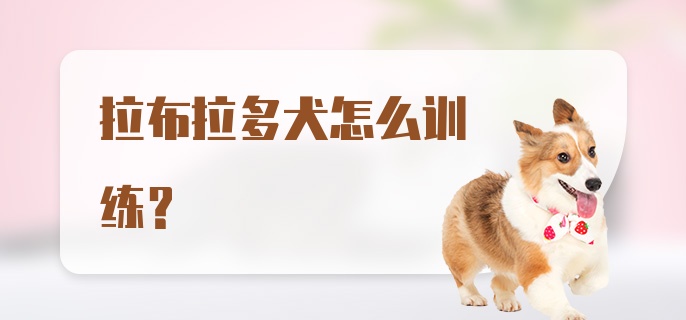 拉布拉多犬怎么训练？