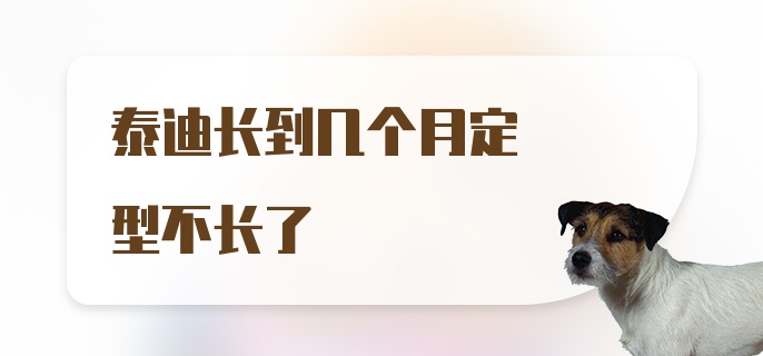 泰迪长到几个月定型不长了