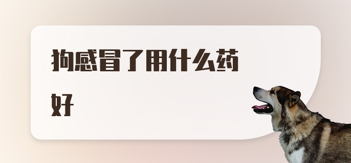 狗感冒了用什么药好