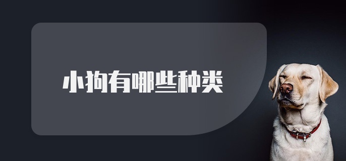 小狗有哪些种类