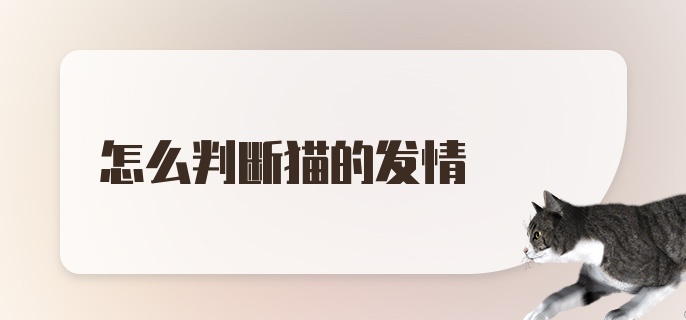 怎么判断猫的发情