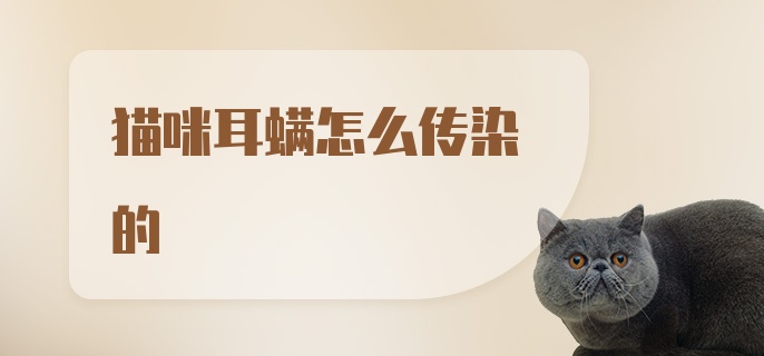 猫咪耳螨怎么传染的