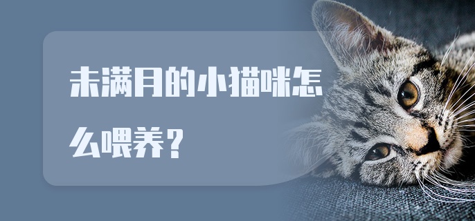 未满月的小猫咪怎么喂养？