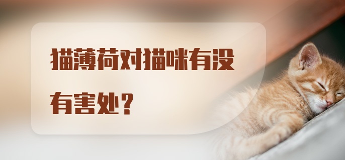 猫薄荷对猫咪有没有害处？