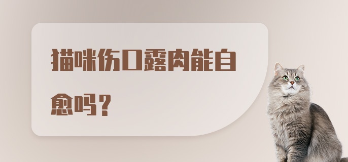 猫咪伤口露肉能自愈吗？