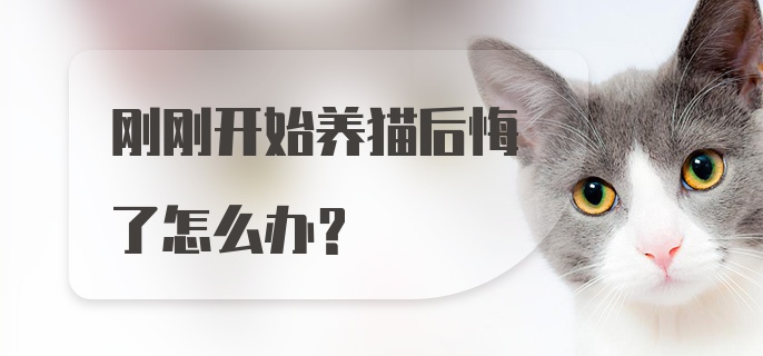 刚刚开始养猫后悔了怎么办？