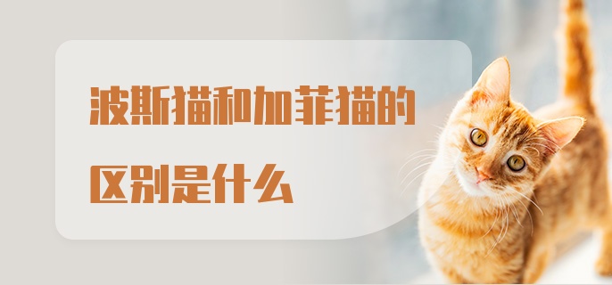 波斯猫和加菲猫的区别是什么