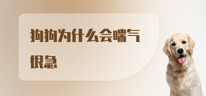 狗狗为什么会喘气很急