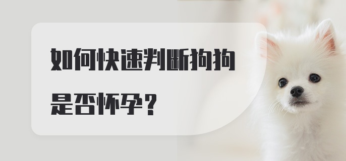 如何快速判断狗狗是否怀孕？