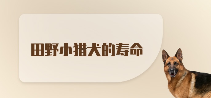 田野小猎犬的寿命