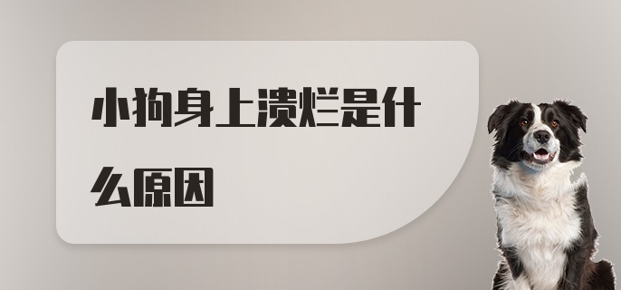 小狗身上溃烂是什么原因