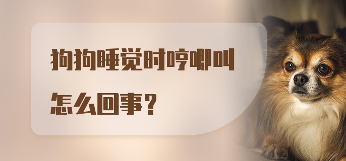 狗狗睡觉时哼唧叫怎么回事？