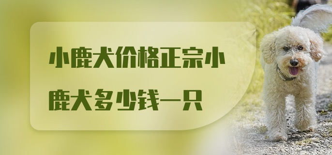 小鹿犬价格正宗小鹿犬多少钱一只